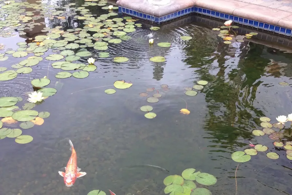 Winterizing A Koi Pond