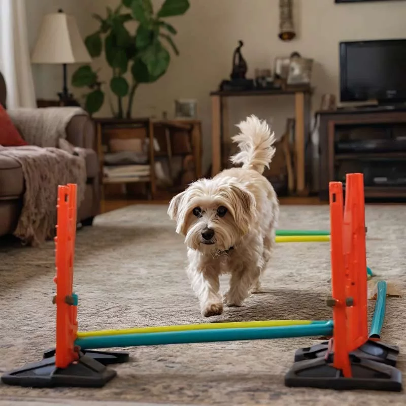 a dog going through an obstacle course in a living-room